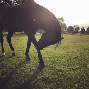 Meet your Posher, Dani leigh